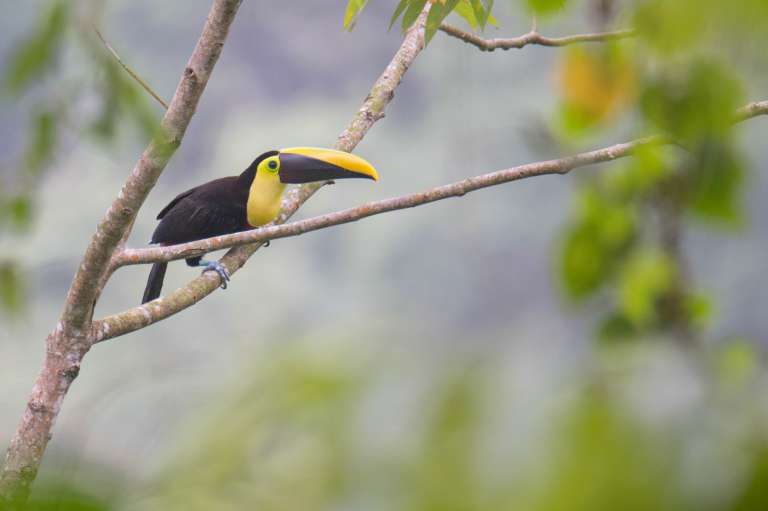 En febrero del año pasado un grupo de investigadores y naturalistas llegó a las veredas La Oscurana y Tuis Tuis, en el cerro de Murrucucú, una de las zonas menos conocidas del país, para iniciar la búsqueda del periquito, cotorra o lorita del Sinú (Pyrrhura subandina).