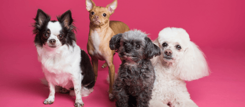 Todo lo que debe saber sobre la tenencia de mascotas en conjuntos residenciales