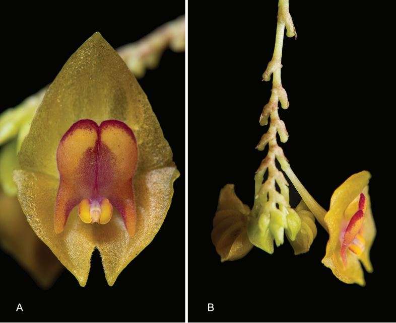 Lepanthes margaritamarinoana: Honra a Margarita Marino de Botero, destacada ambientalista y pionera en la defensa del medio ambiente en Colombia. /Juan Sebastian Moreno y equipo