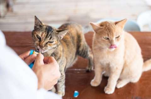 ¿Desde qué edad se le puede dar Churu a los gatos?