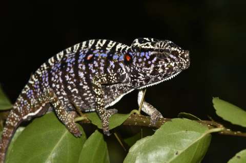 Científicos encuentran especie de camaleón visto por última vez hace 100 años