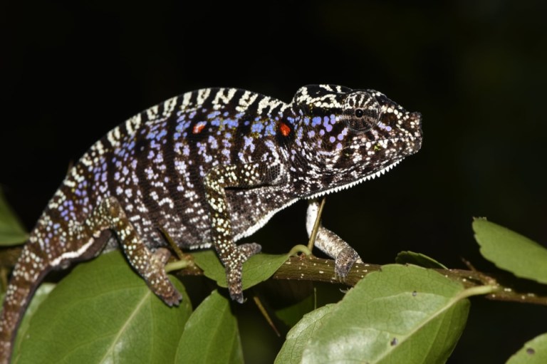 Científicos encuentran especie de camaleón visto por última vez hace 100 años
