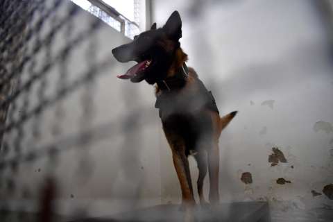 Avanza investigación por la muerte de Limonar, perro de seguridad del aeropuerto