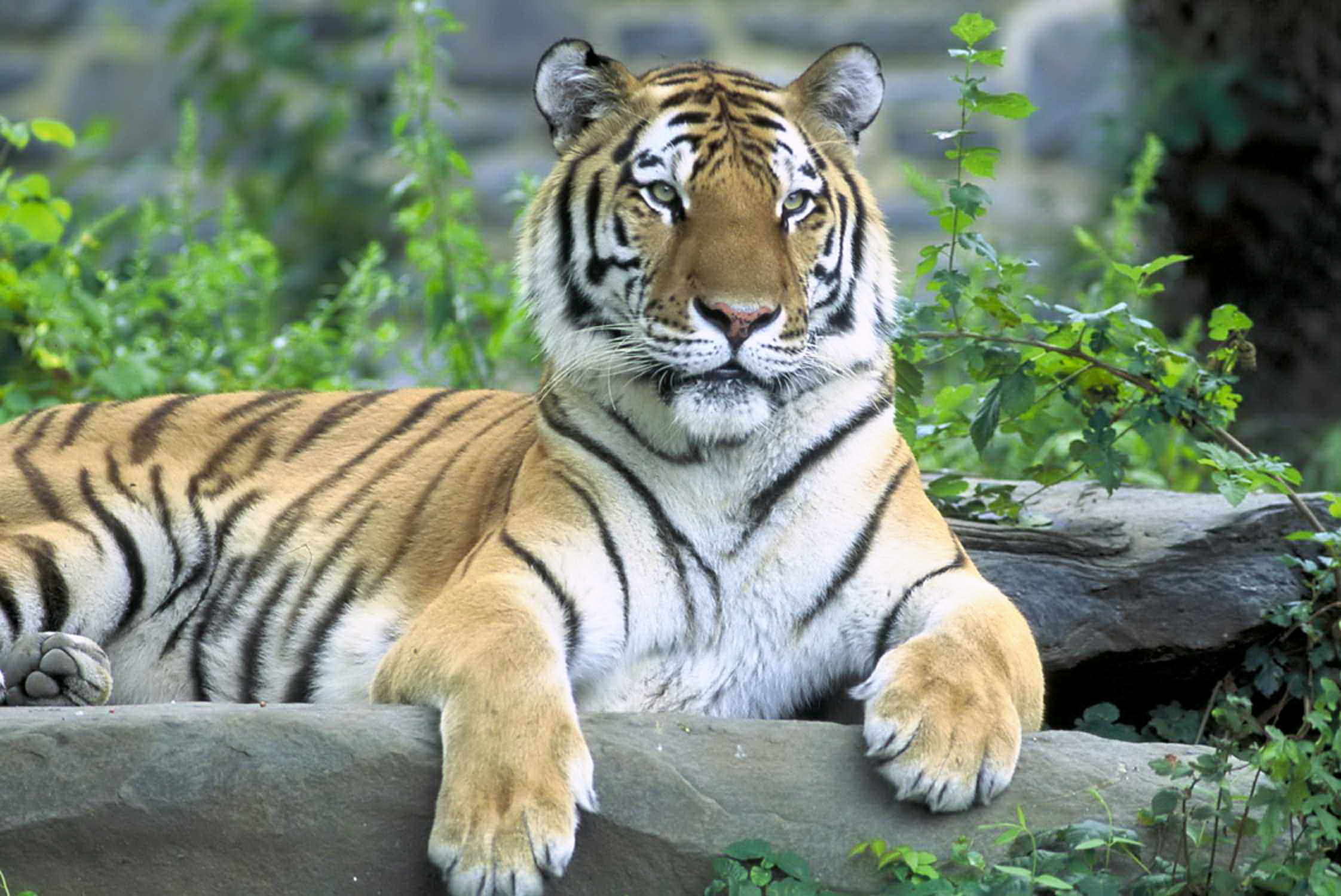 La caza furtiva del tigre ("Panthera tigris tigris") preocupa a las autoridades.