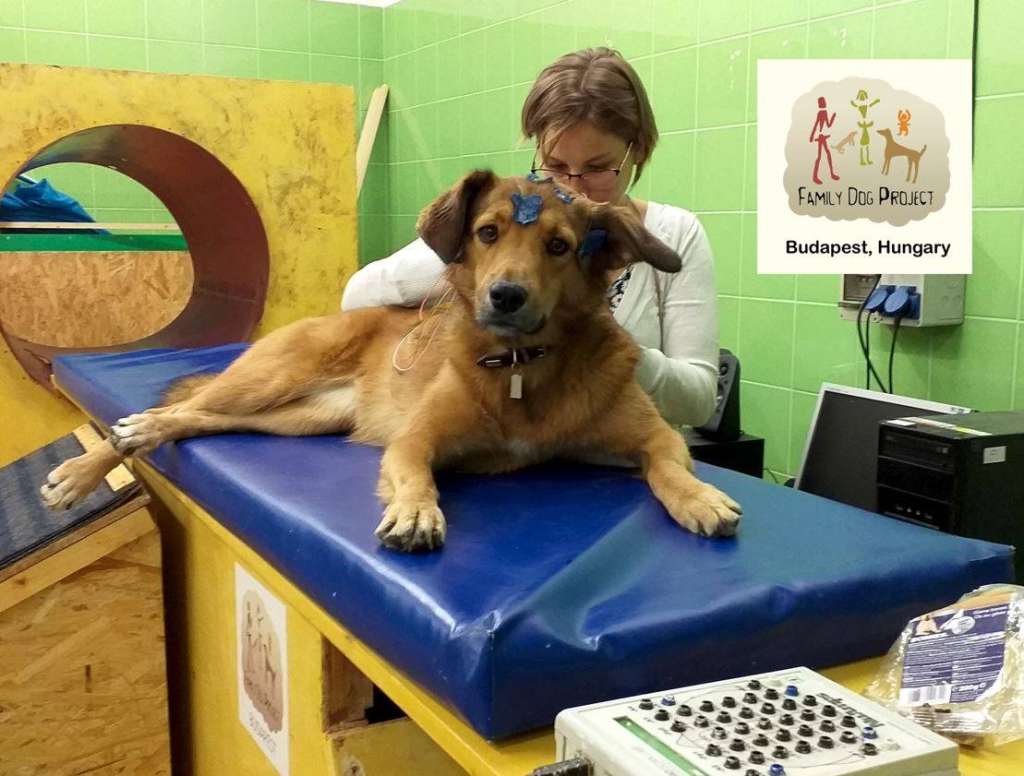 Una investigadora coloca electrodos de a uno de los perros.