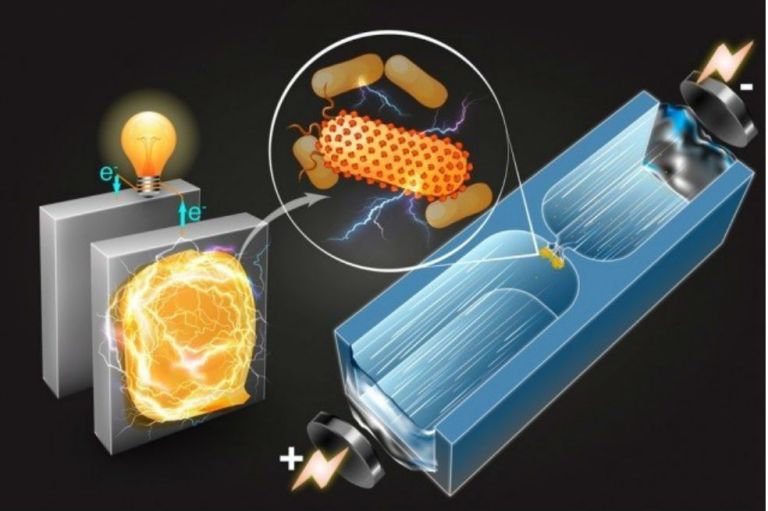 Ingenieros del MIT desarrollan técnica para generar electricidad con bacterias