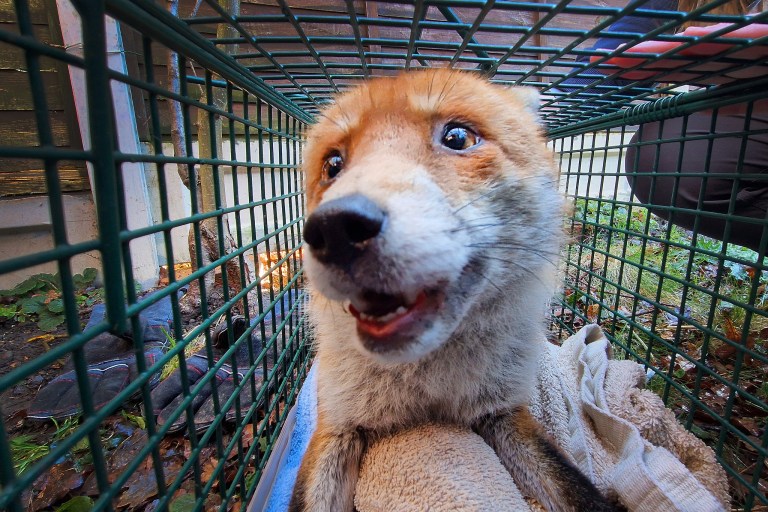 Zorro en apuros: así fue el rescate de este animal tras quedar atrapado en una cerca