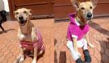 Necesita ayuda: Hope, la perrita que sobrevivió a una caída desde un puente
