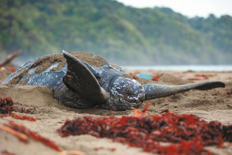 Esta tortuga puede alcanzar más de dos metros de largo y tener un peso de 600 kg.