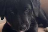 “Solo tienes negros”: el indignante mensaje que recibió una fundación de cachorros