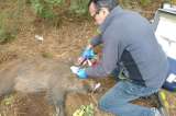 Anticonceptivos para fauna salvaje, ¿la nueva alternativa a la caza de control?