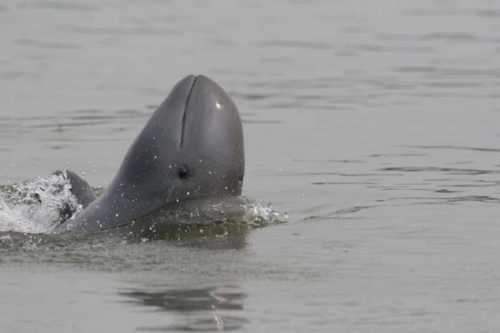 Delfín Irrawaddy (Orcaella brevirostris) / © Isabel Beasley - UICN