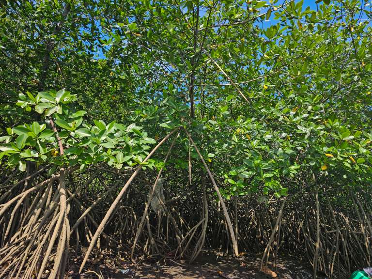 Aquí se puede ver una especie importante que es el mangle, un árbol adaptado a vivir en zonas costeras donde se mezcla el agua dulce con la salada.