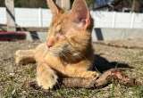 Perdió sus ojos, pero encontró un hogar: gato callejero tuvo una segunda oportunidad