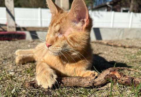 Perdió sus ojos, pero encontró un hogar: gato callejero tuvo una segunda oportunidad