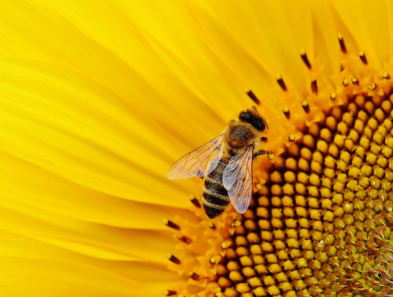 Habrían envenenado a 10 mil abejas en finca de Santander