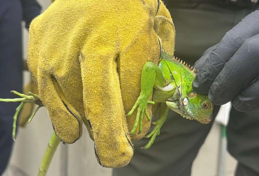 La iguana fue hallada al interior de un camión de carga procedente de San José del Guaviare y rescatada en Sibaté.
