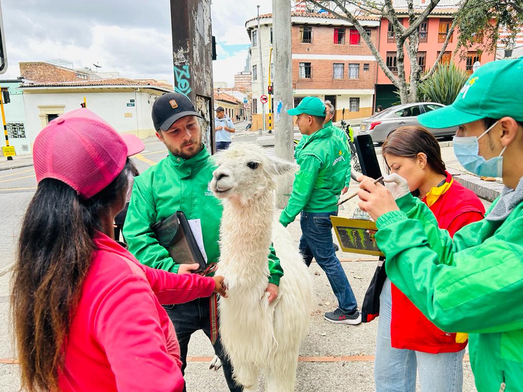 Llama rescatada en la Plaza de Bolívar