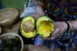 Exportación de aguacate colombiano a Estados Unidos alcanzó cifras récord en 2024