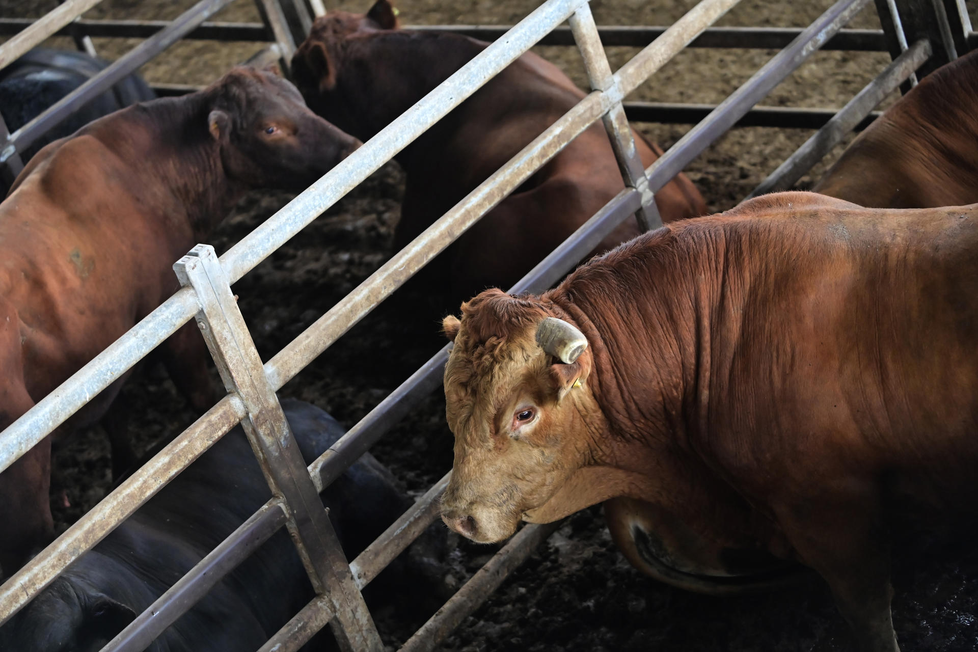 AME5475. CAÑUELAS (ARGENTINA), 15/01/2026.- Fotografía que muestra ganado en el Mercado Agroganadero este miércoles, en Cañuelas (Argentina). Argentina, uno de los mayores productores y exportadores mundiales de carne de res, espera que el acuerdo de libre comercio entre la Unión Europea (UE) y el Mercosur, que será firmado el próximo sábado, potencie a su sector ganadero a través de un acceso preferencial al mercado europeo. EFE/ Matías Martín Campaya