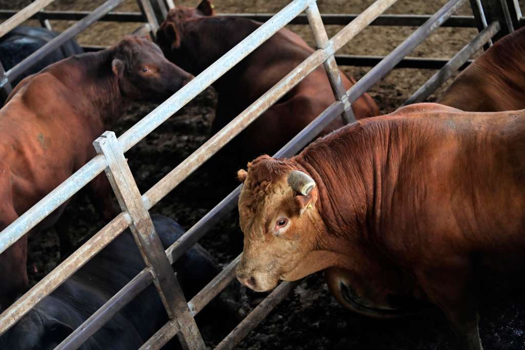 AME5475. CAÑUELAS (ARGENTINA), 15/01/2026.- Fotografía que muestra ganado en el Mercado Agroganadero este miércoles, en Cañuelas (Argentina). Argentina, uno de los mayores productores y exportadores mundiales de carne de res, espera que el acuerdo de libre comercio entre la Unión Europea (UE) y el Mercosur, que será firmado el próximo sábado, potencie a su sector ganadero a través de un acceso preferencial al mercado europeo. EFE/ Matías Martín Campaya