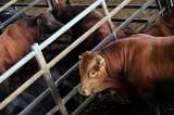 Alza en precios de la carne de res: los motivos y soluciones que propone el Gobierno