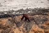 Un orangután aparentemente desorientado fue visto en una mina en Indonesia