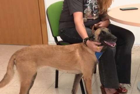 Perrita hizo historia al acompañar a una víctima de violencia de género en juicio
