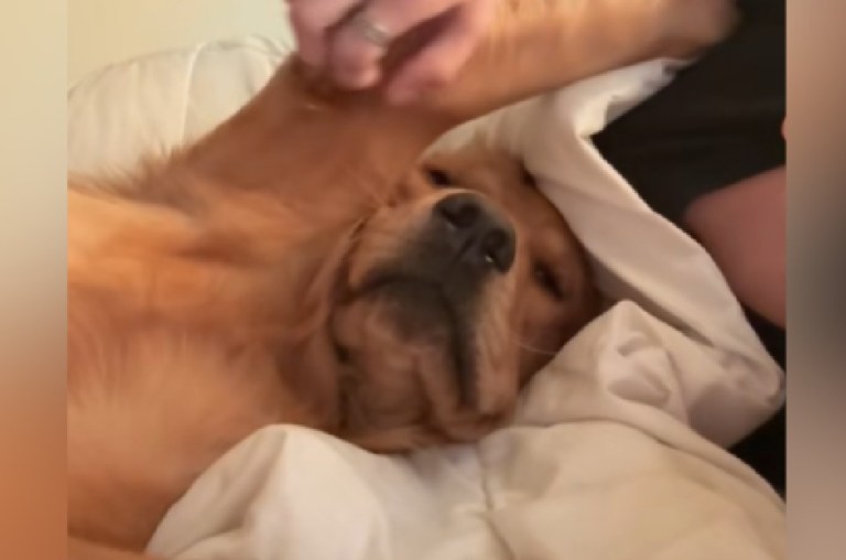 Howard, el perro que demuestra que no todos los perros suelen madrugar