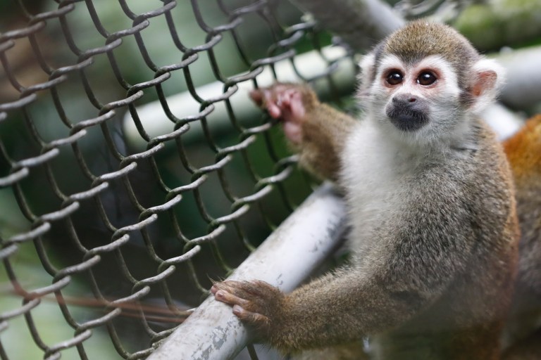 ¿Qué pasará con los 108 monos que, presuntamente, fueron maltratados en Cali?