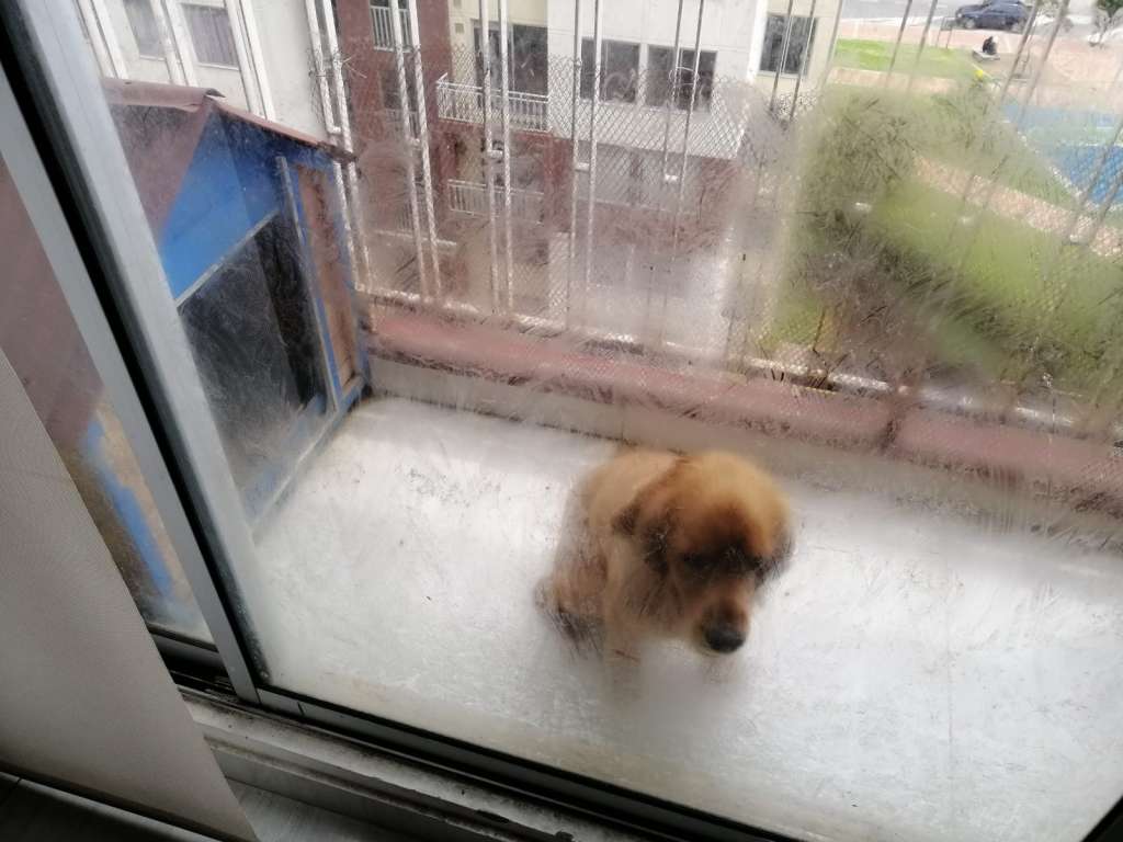 Hasta que los animales mejoren su condición física y comportamental, ingresan al programa de adopciones del Idpbya.