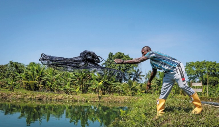 Los proyectos piscícolas de Tumaco que construyen paz y seguridad alimentaria