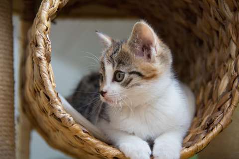 ¿Cómo enseñarle a mi gato su nombre?