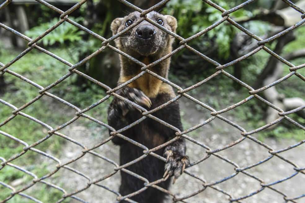 Un hurón en una de las plazas del zoológico de Santa Fe en Medellín. / Joaquin Sarmiento