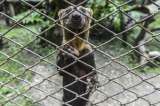 Animales silvestres como mascotas, la amenaza para la fauna en Colombia
