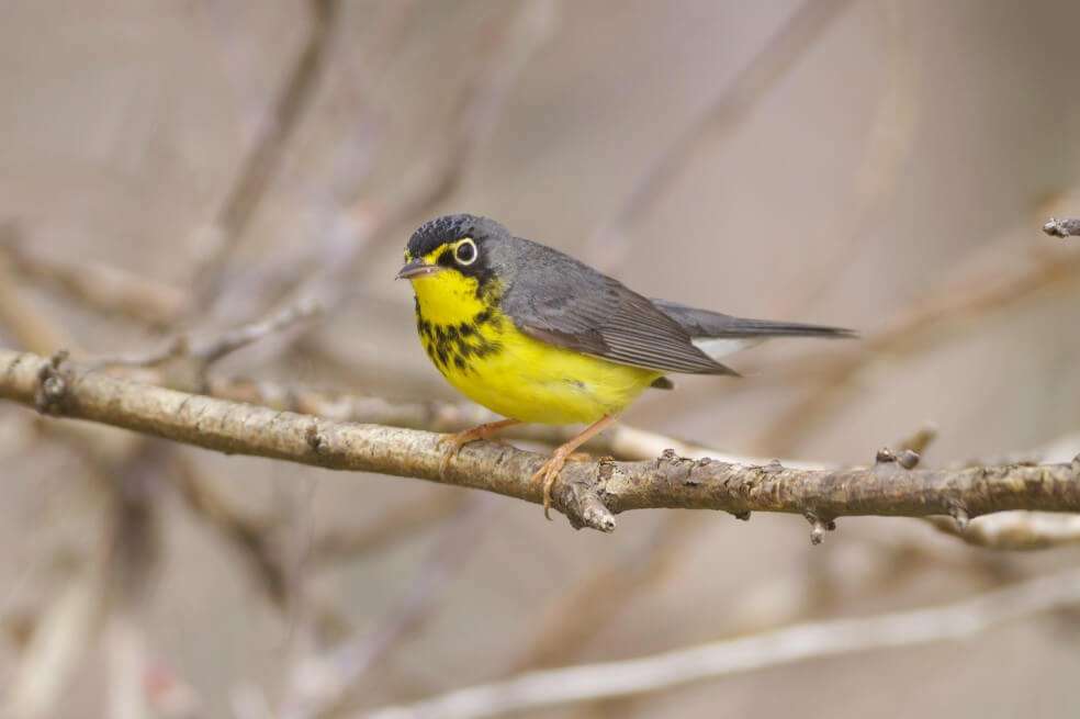 La cantidad de especies de aves amenazadas en todo el planeta es casi el doble que el de Colombia. / Colombia Bird Fair.