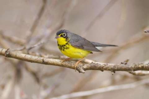 El mundo empeora 400 veces más rápido que Colombia respecto al estado de sus aves