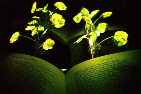 ¿Una mata que ilumina como las lámparas de escritorio?
