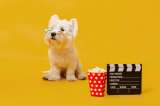 Así es como la industria del cine logró que los animales hablaran en películas