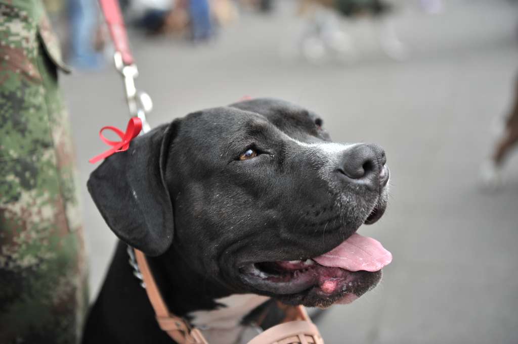 Marcha organizada por dueños de perros Pitbull.