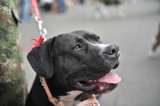 Dueños de mascotas: este es el trámite que evitará multas por tenencia de perros en el 2026