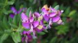 Lechera del cabo: una planta morada y resistente ideal para el jardín