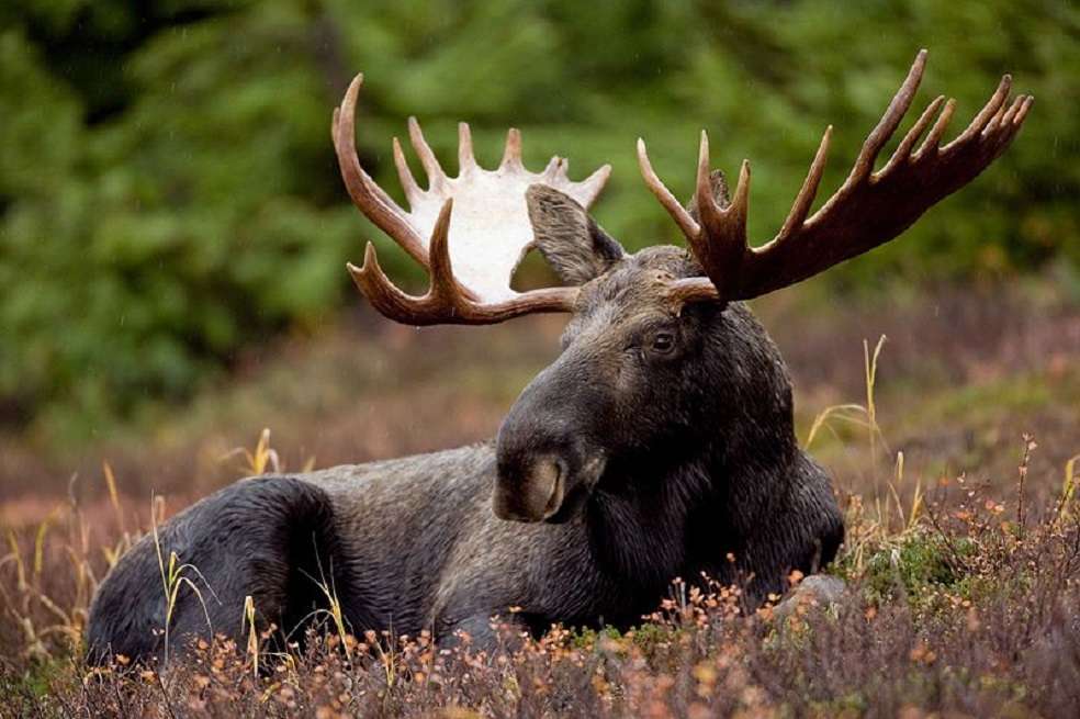 El alce de Alaska (Estados Unidos), se está documentando en corredores que nunca antes había visitado. / Ryan Hagerty