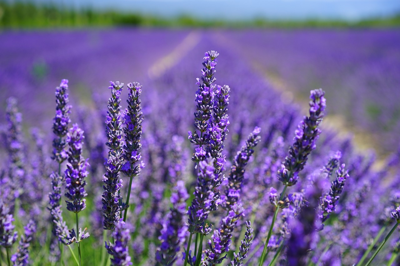 La Lavanda es una de las plantas aromáticas más utilizadas para ambientar los espacios.