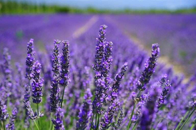 ¿Por qué la lavanda se debe poner en la ventana?
