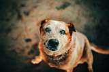 ¿En qué cambia un perro cuando envejece?