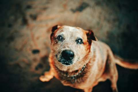 Así es la última etapa de vida de un perro