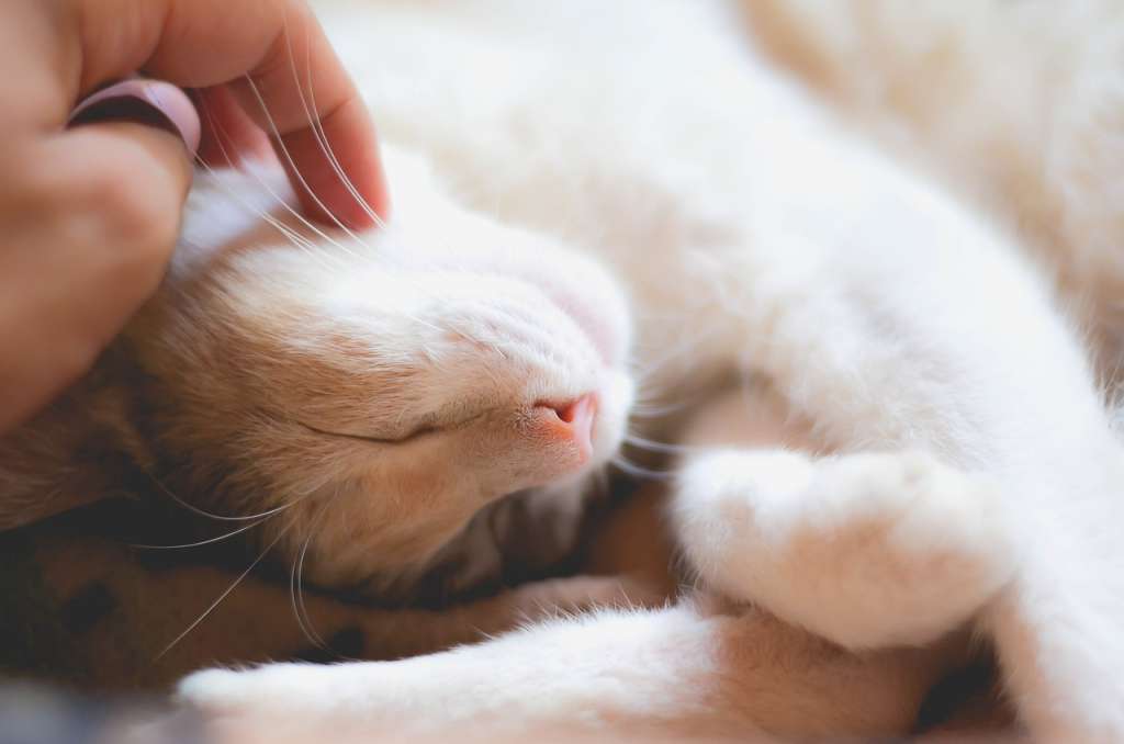 Los gatos están entre los animales que más horas al día dedican a dormir, por lo que no es una casualidad que le guste dormir a su lado.