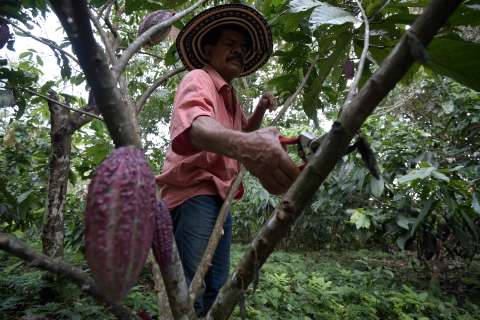Consejo de Estado decidirá futuro de áreas de protección agrícola en Nemocón