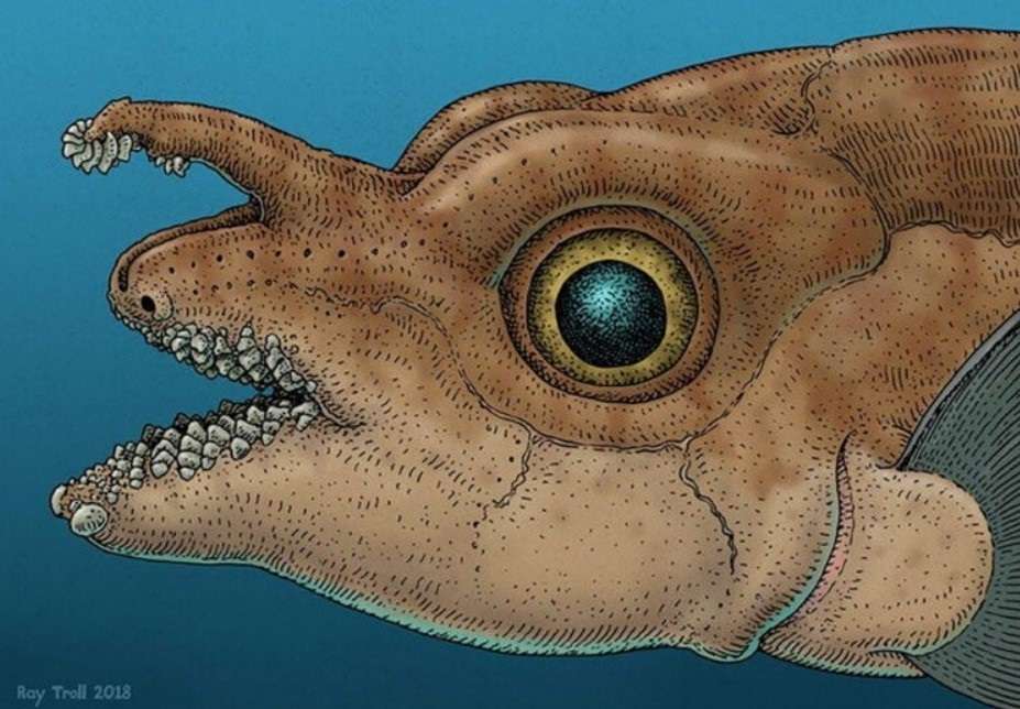 Ilustración de los dientes frontales en el pez rata moteado macho adulto.